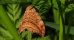 Wycinka sierpianka (Drepana falcataria)