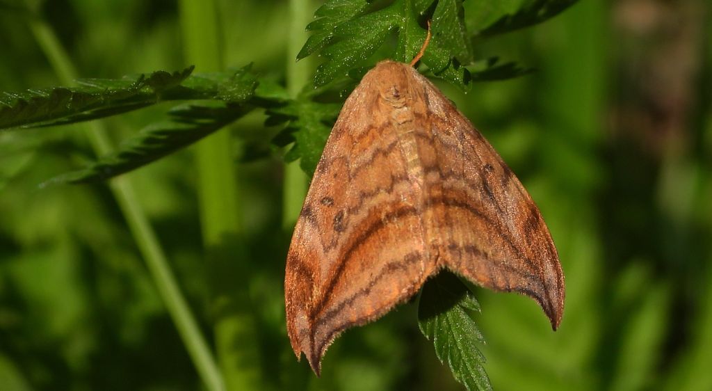 Wycinka sierpianka (Drepana falcataria)