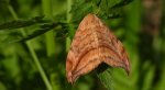 Wycinka sierpianka (Drepana falcataria)