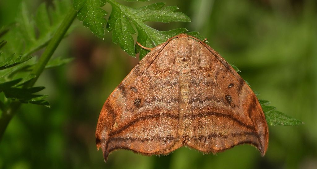 Wycinka sierpianka (Drepana falcataria)