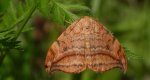 Wycinka sierpianka (Drepana falcataria)