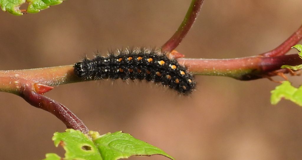 Fałdówka porostówka (Eilema complana)