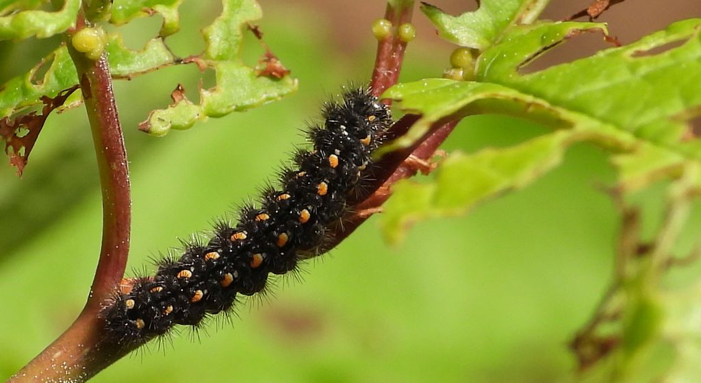 Fałdówka porostówka (Eilema complana)