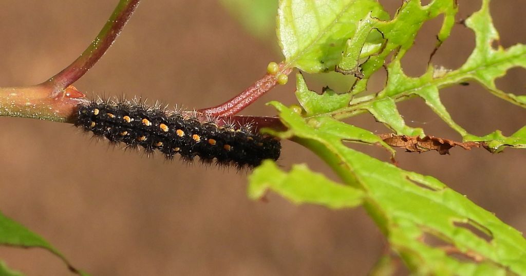 Fałdówka porostówka (Eilema complana)