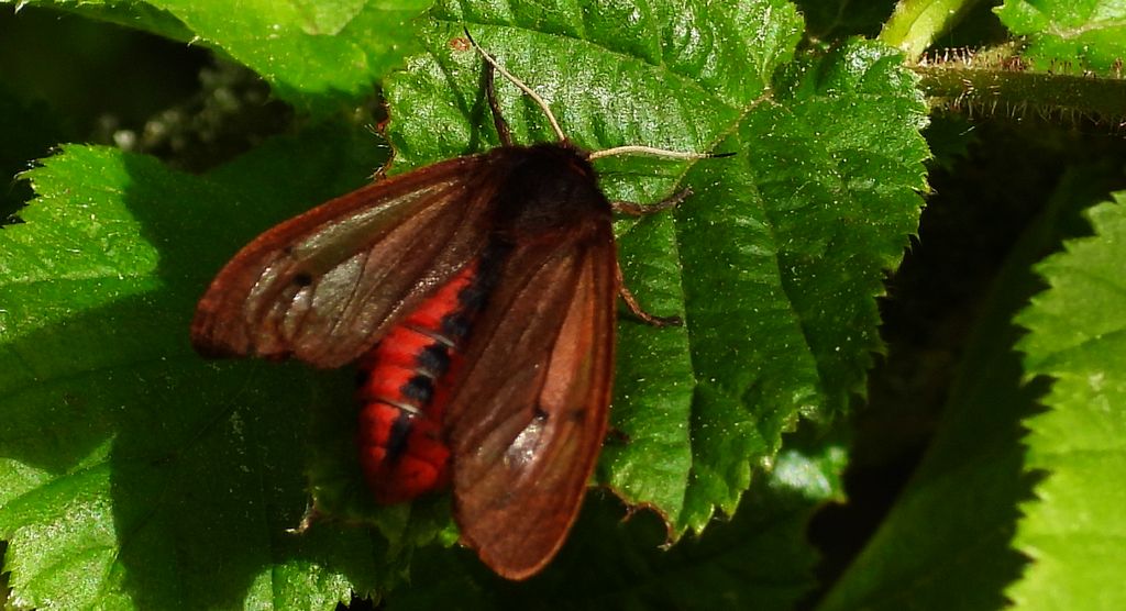 Sadzanka rumienica (Phragmatobia fuliginosa)