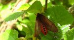 Sadzanka rumienica (Phragmatobia fuliginosa)