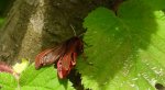 Sadzanka rumienica (Phragmatobia fuliginosa)