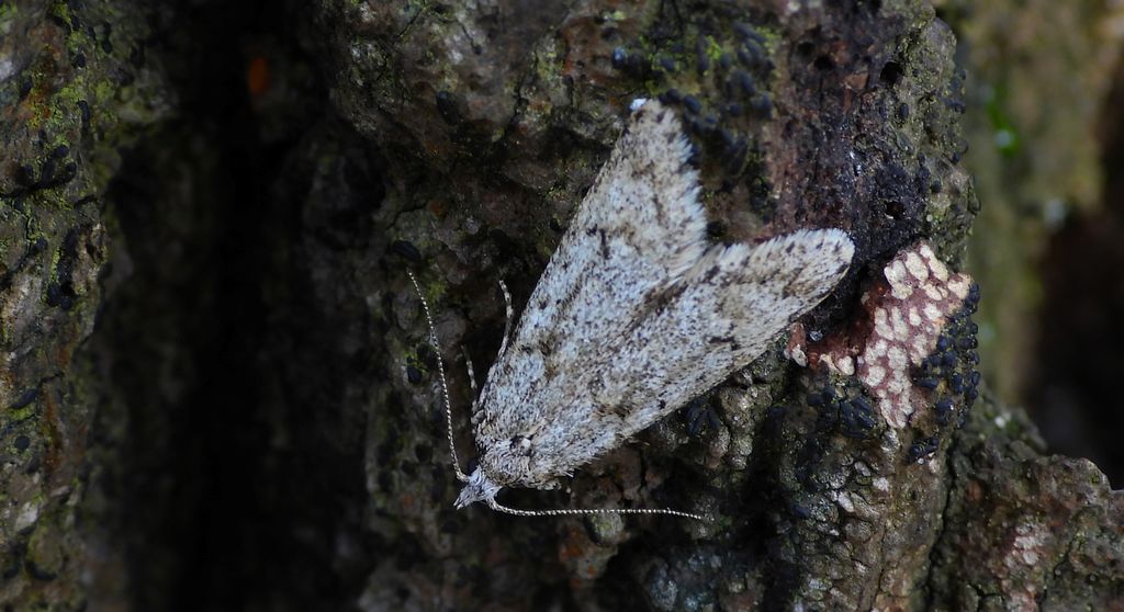 Ozdobka bukowa (Diurnea fagella)