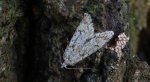 Ozdobka bukowa (Diurnea fagella)