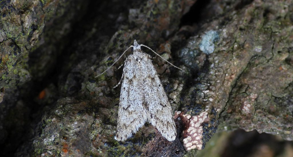 Ozdobka bukowa (Diurnea fagella)