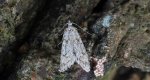 Ozdobka bukowa (Diurnea fagella)