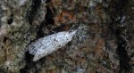 Ozdobka bukowa (Diurnea fagella)