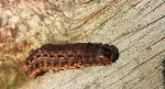 Rolnica tasiemka (Noctua pronuba)