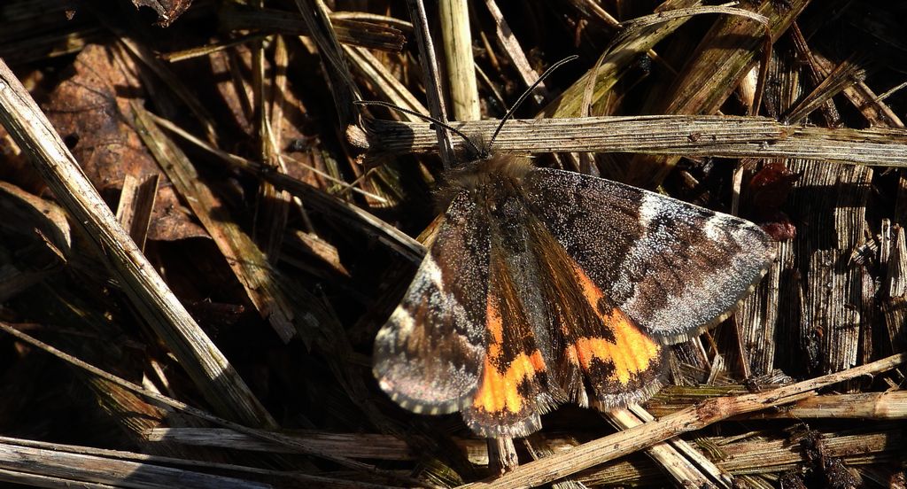 Bęsica kwietniówka (Archiearis parthenias)