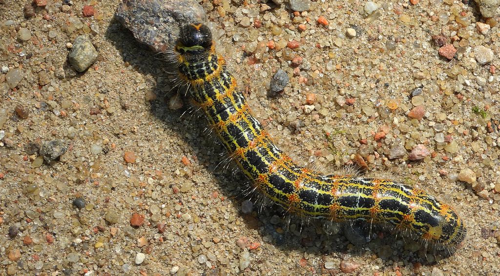 Narożnica zbrojówka (Phalera bucephala)