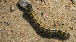 Narożnica zbrojówka (Phalera bucephala)