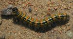 Narożnica zbrojówka (Phalera bucephala)