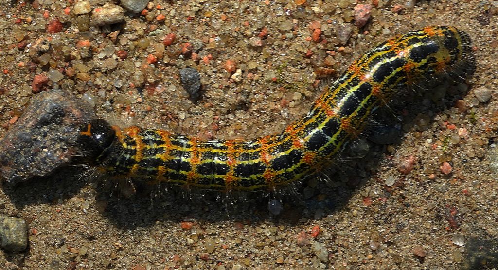 Narożnica zbrojówka (Phalera bucephala)