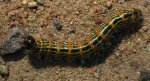 Narożnica zbrojówka (Phalera bucephala)