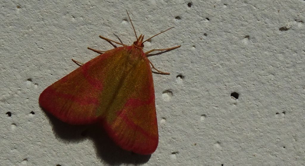 Sudamek purpurek (Lythria purpuraria)