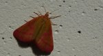 Sudamek purpurek (Lythria purpuraria)