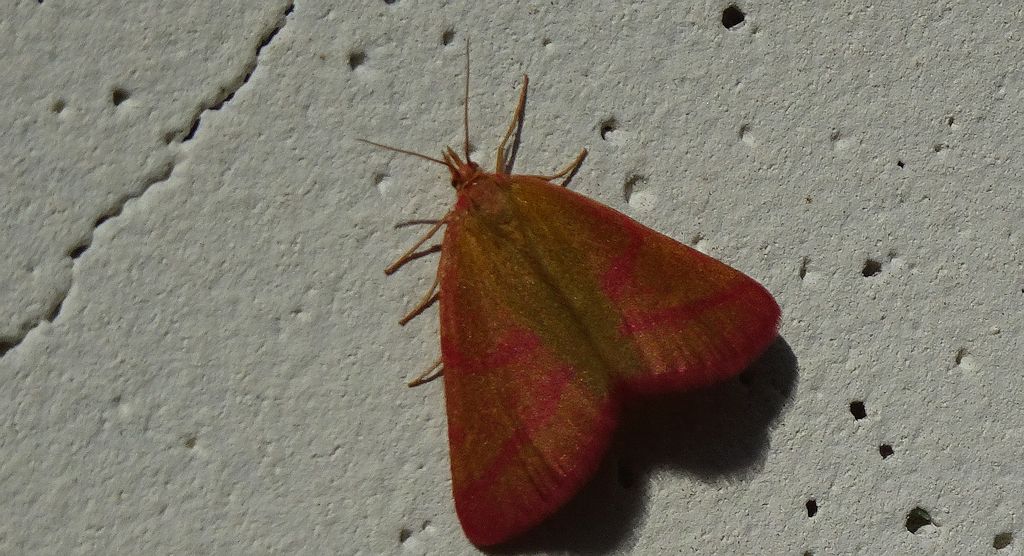Sudamek purpurek (Lythria purpuraria)