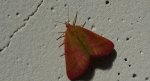 Sudamek purpurek (Lythria purpuraria)