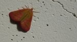 Sudamek purpurek (Lythria purpuraria)