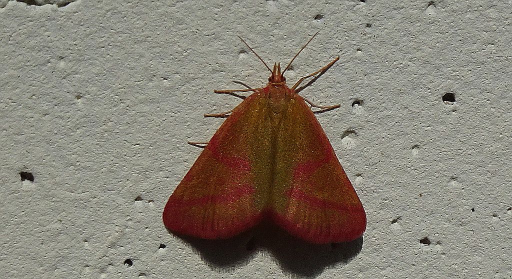 Sudamek purpurek (Lythria purpuraria)
