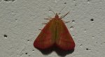 Sudamek purpurek (Lythria purpuraria)