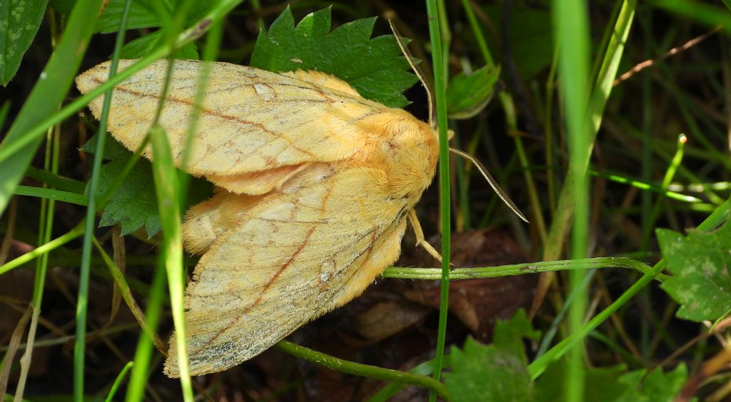 Barczatka napójka, napójka łąkówka (Euthrix potatoria)