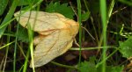 Barczatka napójka, napójka łąkówka (Euthrix potatoria)