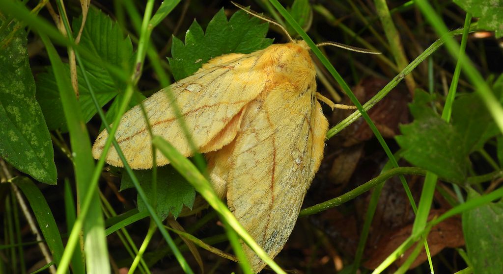 Barczatka napójka, napójka łąkówka (Euthrix potatoria)