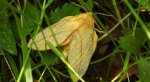 Barczatka napójka, napójka łąkówka (Euthrix potatoria)
