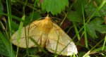 Barczatka napójka, napójka łąkówka (Euthrix potatoria)