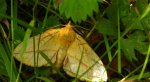 Barczatka napójka, napójka łąkówka (Euthrix potatoria)