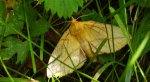 Barczatka napójka, napójka łąkówka (Euthrix potatoria)