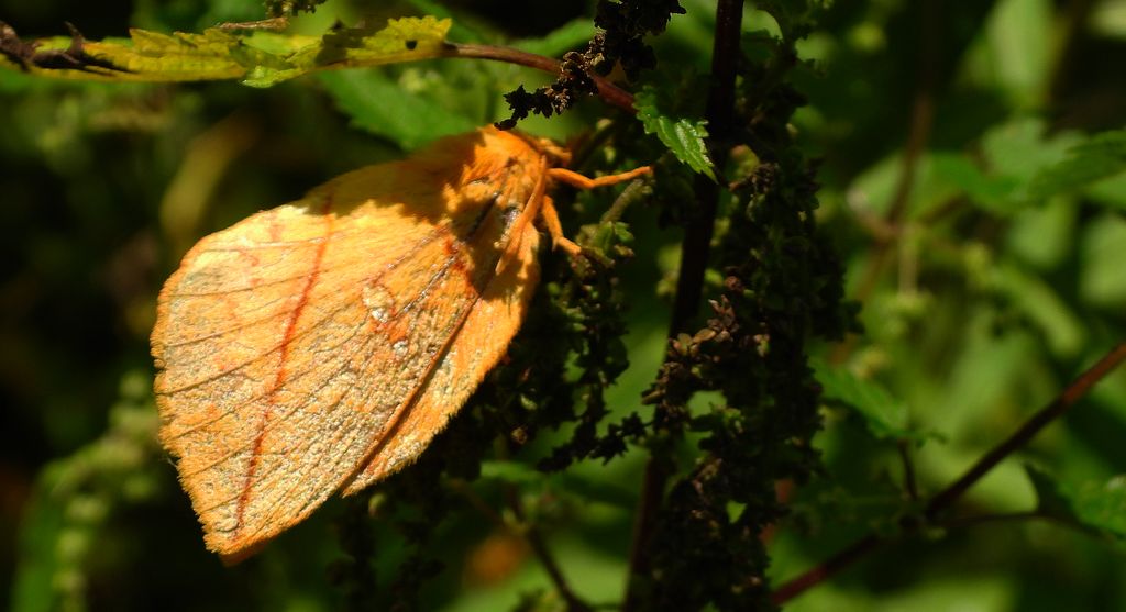 Barczatka napójka, napójka łąkówka (Euthrix potatoria)