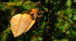 Barczatka napójka, napójka łąkówka (Euthrix potatoria)