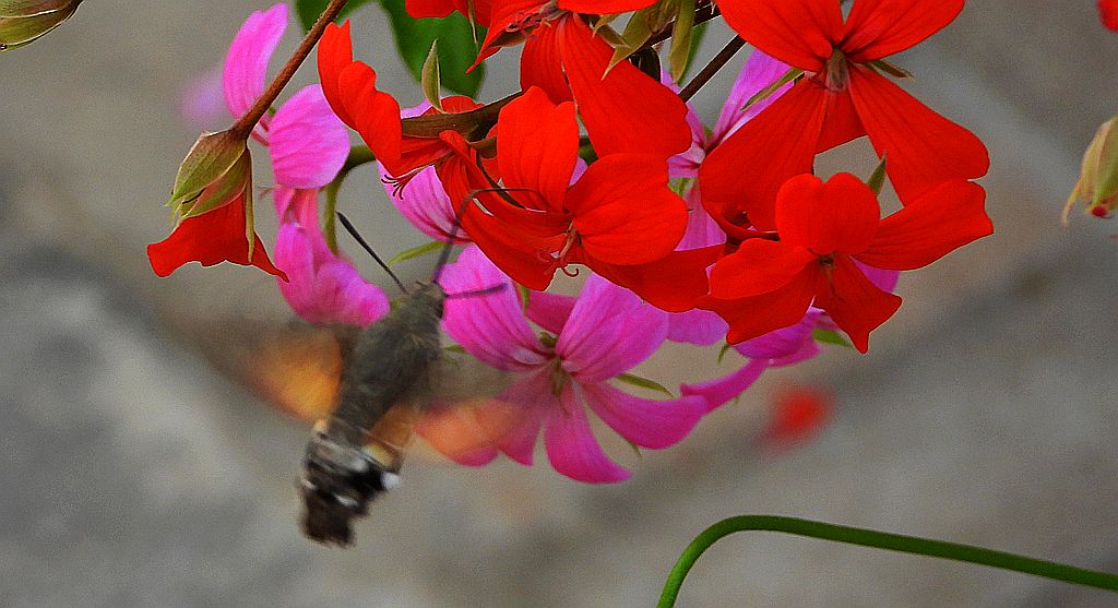 Fruczak gołąbek, dłużniec gwiaździk (Macroglossum stellatarum)