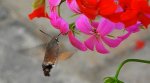 Fruczak gołąbek, dłużniec gwiaździk (Macroglossum stellatarum)