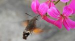 Fruczak gołąbek, dłużniec gwiaździk (Macroglossum stellatarum)