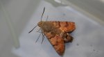 Fruczak gołąbek, dłużniec gwiaździk (Macroglossum stellatarum)
