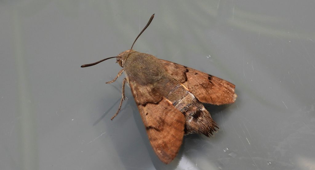 Fruczak gołąbek, dłużniec gwiaździk (Macroglossum stellatarum)
