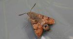 Fruczak gołąbek, dłużniec gwiaździk (Macroglossum stellatarum)