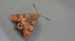 Fruczak gołąbek, dłużniec gwiaździk (Macroglossum stellatarum)