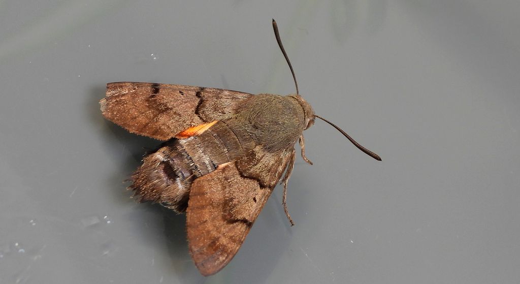 Fruczak gołąbek, dłużniec gwiaździk (Macroglossum stellatarum)