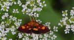 Pyrausta falcatalis