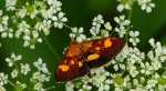 Pyrausta falcatalis