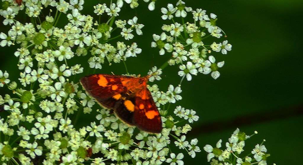 Pyrausta falcatalis